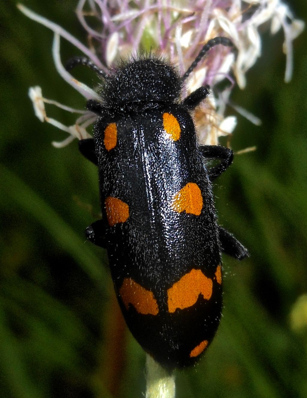 Meloidae:  Hycleus polymorphus?  S !